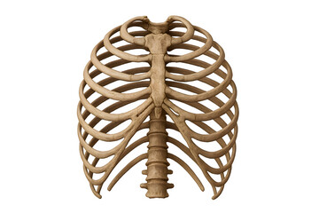 Isolated human sternum bone on white background for anatomical or educational medical use