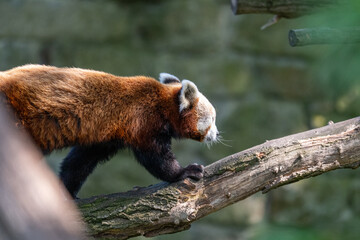 Red Panda Exploring on a Tree Branch © Krzysztof