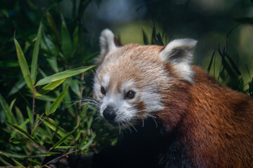 Fototapeta premium Intimate Portrait of a Red Panda in a Bamboo Thicket