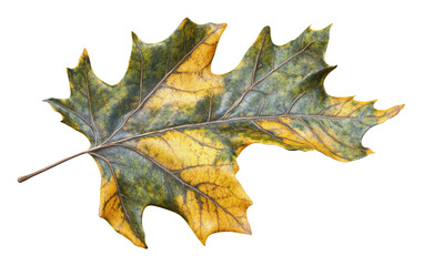 Fototapeta premium Detailed illustration of birch leaf in autumn colors showing transition from green to yellow isolated on transparent background PNG