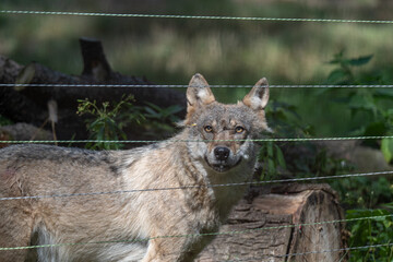 A Wolf's Intense Gaze Behind Wires
