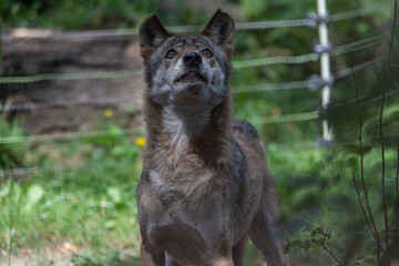 Obraz premium Alert Wolf Gazing Upwards in a Sanctuary Enclosure