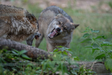 Ferocious Wolf Conflict: A Display of Dominance