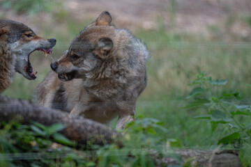 Fototapeta premium Aggressive Interaction Between Two Snarling Wolves