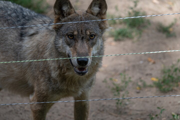 Captive Wolf's Intense Stare Through a Wire Fence © Krzysztof