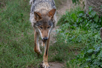 Wolf on the Prowl: An Intense Forward Stride