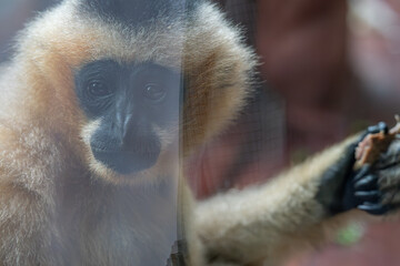 Pensive Gibbon: A Soulful Portrait Behind Glass