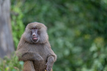 Funny Baboon with a Cheeky Expression and Copy Space © Krzysztof
