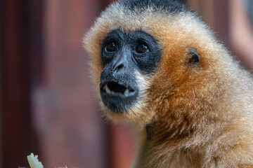 Expressive Gibbon Portrait with Open Mouth