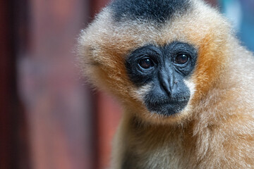 A Soulful Look: Intimate Portrait of a Lar Gibbon