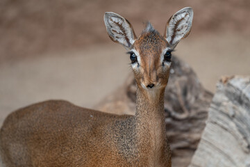 Adorable Kirk's Dik-Dik Antelope with Expressive Eyes