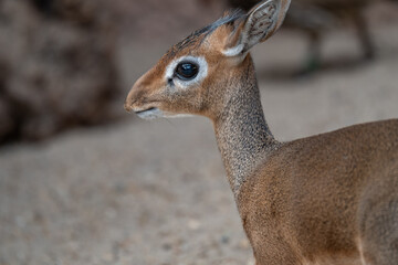 Elegant Profile Portrait of a Kirk's Dik-Dik Antelope