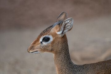 Elegant Profile Portrait of a Kirk's Dik-Dik Antelope