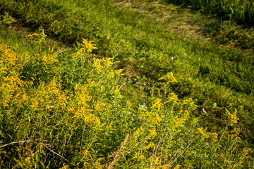 A field of yellow wildflowers on the sunny slope