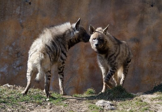 striped hyena