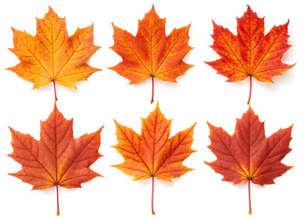 Six maple leaves in various shades of orange and red arranged on a clean white background in a pattern