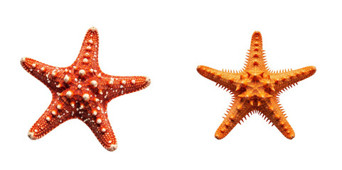 Two starfish lie on a png background. Sea life, marine biology, invertebrate, ocean animals, nature