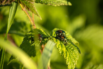 Japanese beetles on a green leaf in the summer sunshine