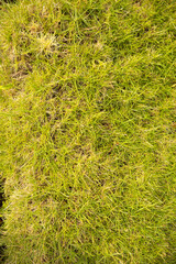 Grass texture from ground perspective