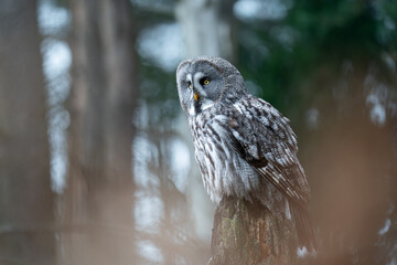 Great Gray Owl Perched in a Forested Environment During Daylight