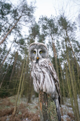 Great Gray Owl Perched on a Tree in a Winter Forest, wide angle shot.