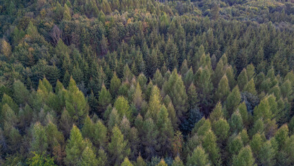 Overhead view of a forest in Czech republic