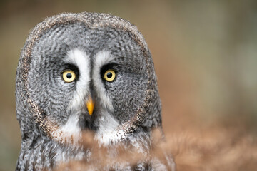 Close-Up View of a Great Grey Owl With Intense Yellow Eyes. Owl portrait