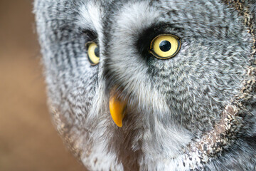 Close-Up of a Great Gray Owl With Intense Stare and Detailed Feathers