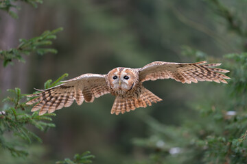 Majestic Tawny Owl in Mid-Flight Over a Tranquil Forest