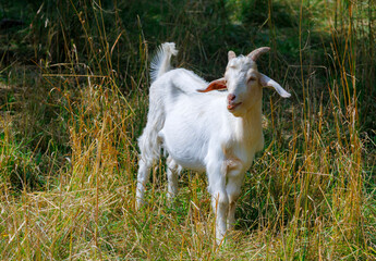 Obraz premium White goat chewing grass in a field