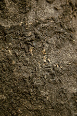 Detailed bark texture of old tree