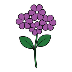 Verbena Flowers White Background Vector