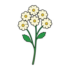 Yarrow Flowers White Background Vector Art