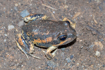 Close Up of Eastern Banjo Frog on Soil Surface