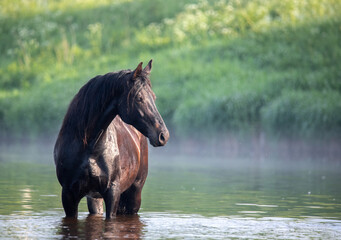 horse in the water