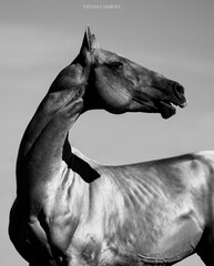 horse