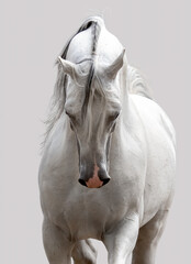 portrait of a horse