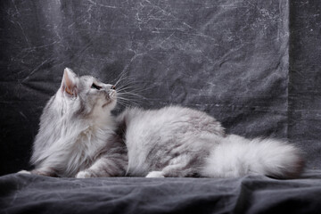 cat lying on the floor