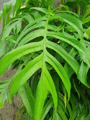 Obraz premium green leaves 