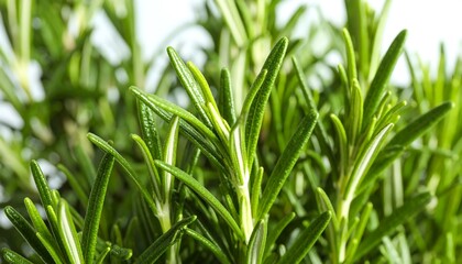Obraz premium Close-up of fresh rosemary sprigs (2)