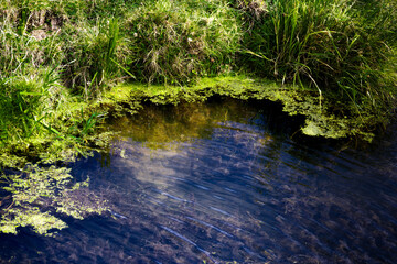 Green moss on the river