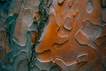 Pine bark, closeup rich texture of pine bark