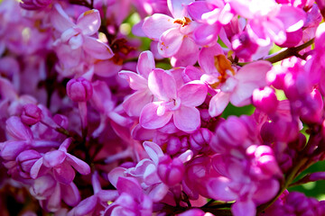 Beautiful pink lilac flowers close-up