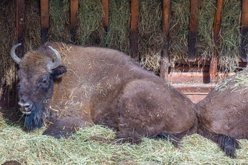 Bisons at Bison sanctuary in Polish town Pszczyna, Poland © dudlajzov