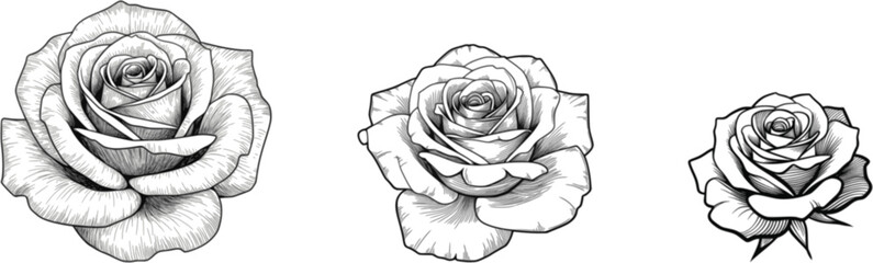 Elegant Floral Silhouette Illustration of Poppy Flower Bloom and Leaves
