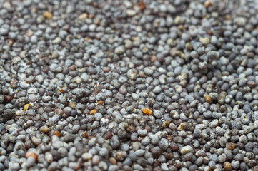 Poppy grains at the big approach.