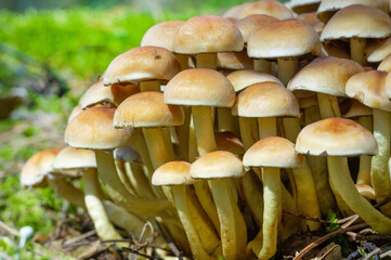 Sulphur Tuft fungus (Hypholoma fasiculare).