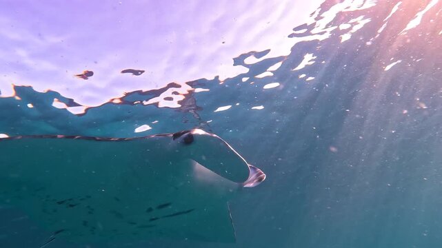 Slow-motion video of a manta ray swimming beneath the sunlight rays shining through the surface at Lady Elliot Island, Great Barrier Reef, Australia.