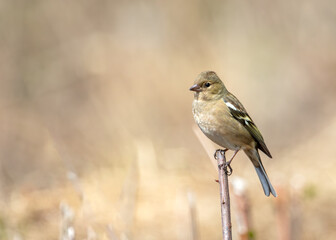 Female chaffinch perched on a stick