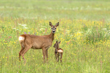 Roe deer with fawn in flower meadow © Maria